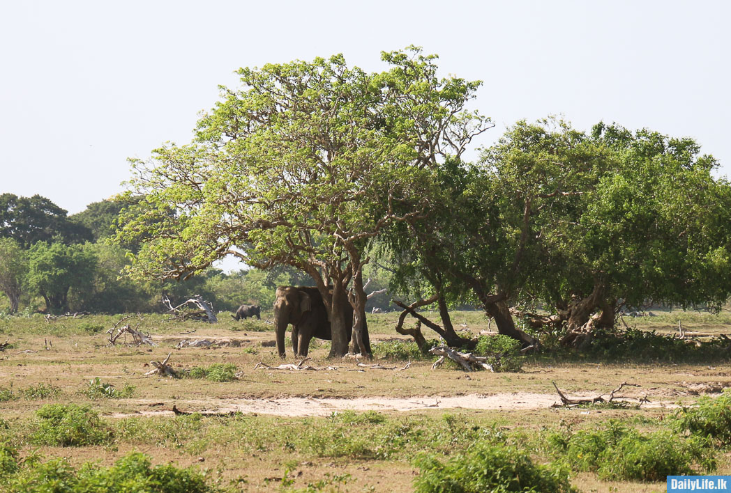 Elephants at Yala